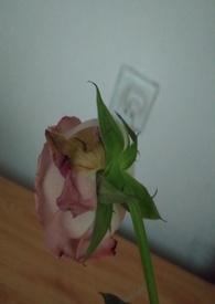 渣女的行为有哪些